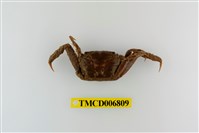 藏品(長足長方蟹)的圖片